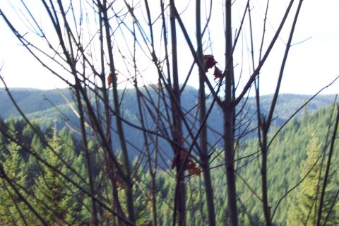 1989 Ford F-150 - View point along highway 6 between Gales Creek and Tillamook.