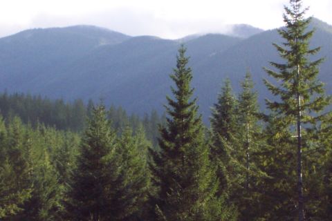 1989 Ford F-150 - Overlooking Tillamook State Forest.