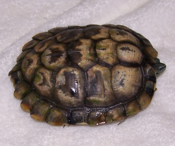 Side view of a turtle shell resting on a white towel