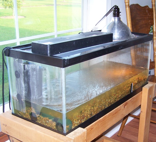 Glass aquarium tank with gravel and lamp on wooden stand by a window