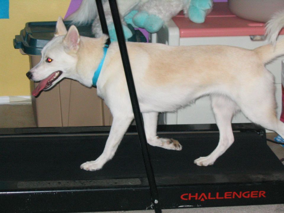 White and tan dog on a treadmill