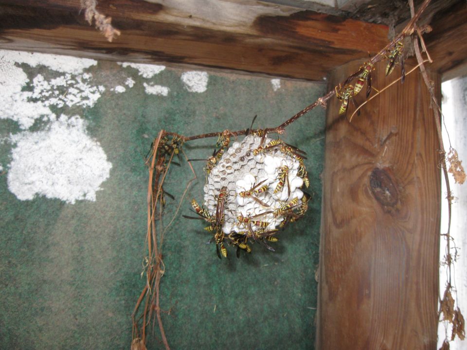 wasp nest hanging from a branch inside a wooden structure
