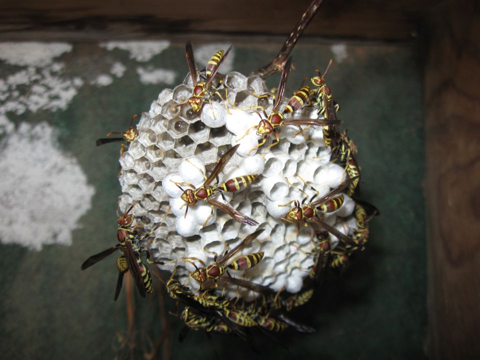 Wasp nest with many wasps on it