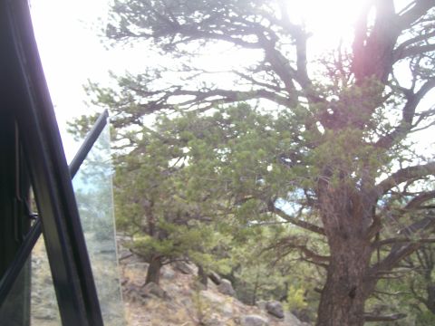 1993 Ford Bronco - View from inside a vehicle, looking out an open window at a natural landscape with trees and rocks.