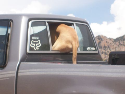 1993 Ford Bronco - A dog is looking out the window of a pickup truck with mountains in the background.