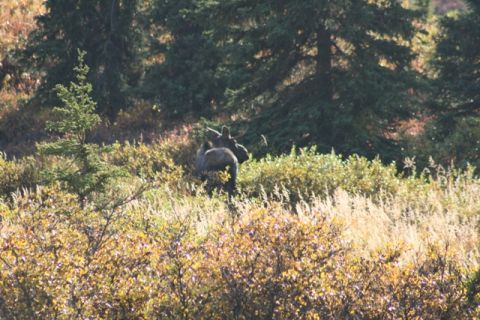 1990 Chevrolet Suburban - A moose is visible in a natural landscape with trees and foliage.
