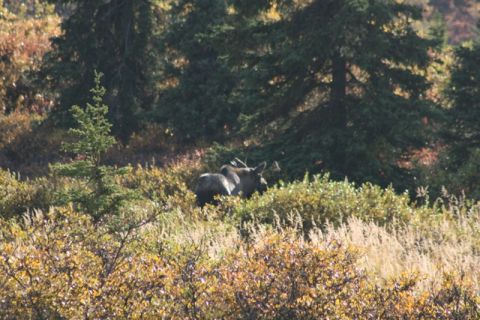 1990 Chevrolet Suburban - A moose grazes in a field during autumn, surrounded by trees and tall grass.