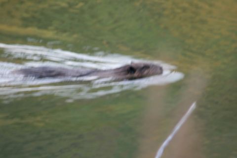 1990 Chevrolet Suburban - A beaver swims through the water, creating a trail of white foam behind it.