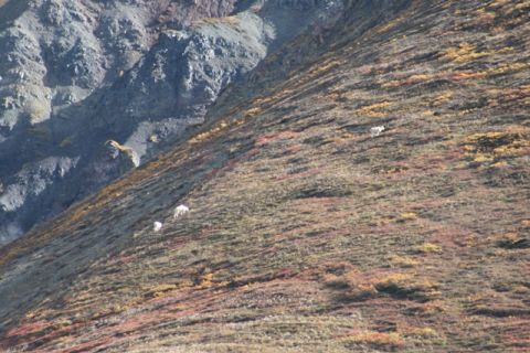 1990 Chevrolet Suburban - Mountain goats traverse a steep, rocky slope covered in low-lying vegetation and autumn foliage.