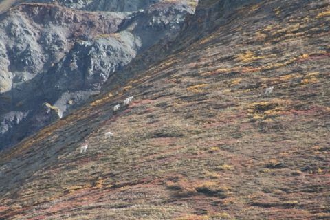1990 Chevrolet Suburban - Mountain goats navigate a steep, colorful hillside dotted with low-lying vegetation.