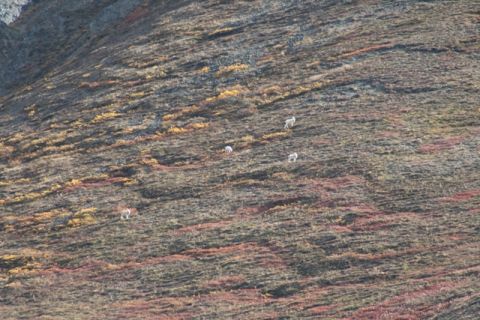 1990 Chevrolet Suburban - Mountain goats navigate a steep, rocky slope covered in low-lying vegetation showing fall colors.