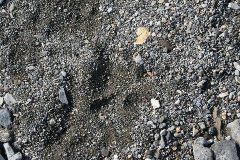 1990 Chevrolet Suburban - A close-up view of gravel and a fallen leaf.