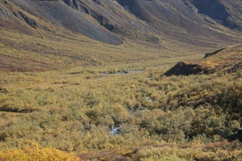 1990 Chevrolet Suburban - A wide mountain valley shows a stream flowing through dense, low-lying vegetation in fall colors.