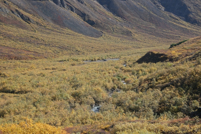 Mountain valley with a winding stream and dense, low-lying vegetation in autumn colors