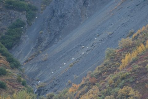 1990 Chevrolet Suburban - A group of mountain goats navigates a steep, rocky slope during autumn.