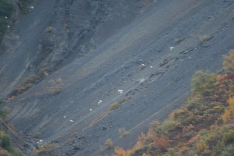 1990 Chevrolet Suburban - Mountain goats ascend a steep, rocky slope in Boulder Creek.