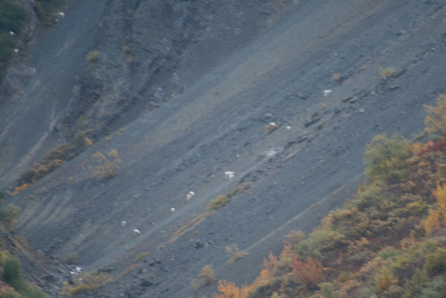 Several mountain goats walk in a line up a steep, rocky mountainside with sparse vegetation