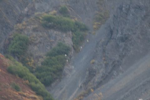1990 Chevrolet Suburban - A group of mountain goats navigate a , natural landscape on a steep incline.