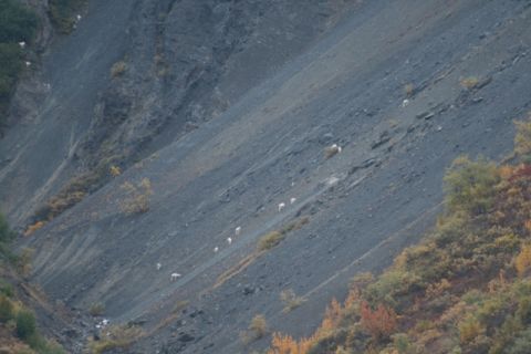 1990 Chevrolet Suburban - A herd of mountain goats navigates a treacherous, rocky incline under an overcast sky.