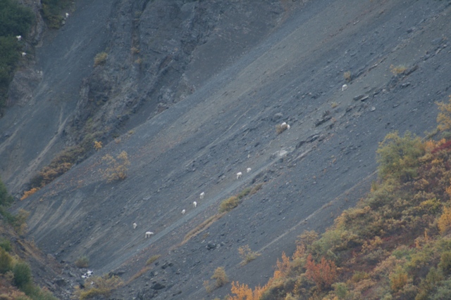 Mountain goats scattered across a steep, gray, rocky mountainside with sparse vegetation
