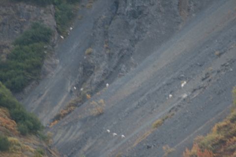 1990 Chevrolet Suburban - A herd of mountain goats navigates a steep, rocky mountainside.