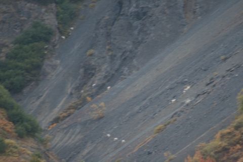 1990 Chevrolet Suburban - Mountain goats navigate a steep, rocky slope, a common sight in alpine environments.