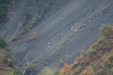 1990 Chevrolet Suburban - A group of mountain goats navigate a steep, rocky terrain with patches of autumn foliage.