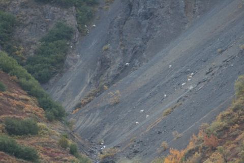 1990 Chevrolet Suburban - A herd of Dall sheep navigates a steep, rocky mountainside in a natural landscape.