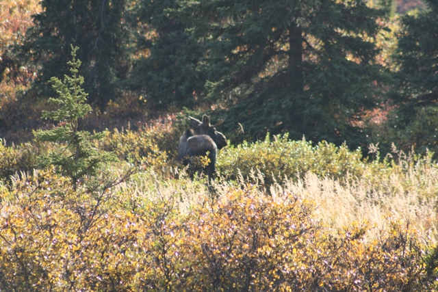 Moose with antlers stands in a field of dry grass and brush with pine trees in the background