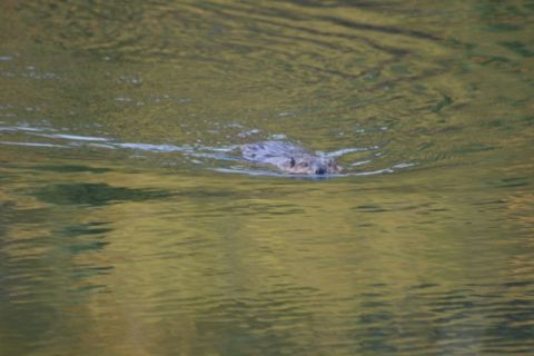 1990 Chevrolet Suburban - A beaver swims through the water, its head and back visible above the surface.