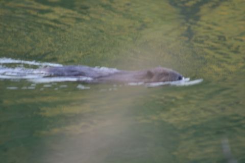 1990 Chevrolet Suburban - A beaver swims through murky green water, its body partially submerged.