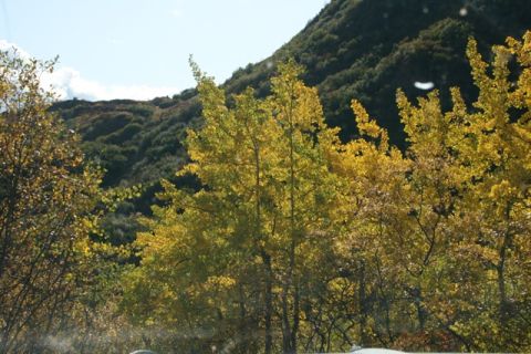 1990 Chevrolet Suburban - Autumn foliage covers a hillside, with bright yellow leaves dominating the foreground trees.