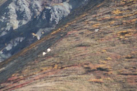 1990 Chevrolet Suburban - Mountain goats navigate a slope, their white coats contrasting with the earthy tones of the terrain.