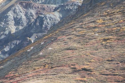 1990 Chevrolet Suburban - A herd of mountain goats navigates a steep, vegetated mountainside under a clear sky.