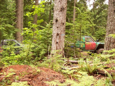 1985 Toyota Pickup/SR5 - Off-road trucks navigate a dense forest trail surrounded by lush greenery and tall trees.