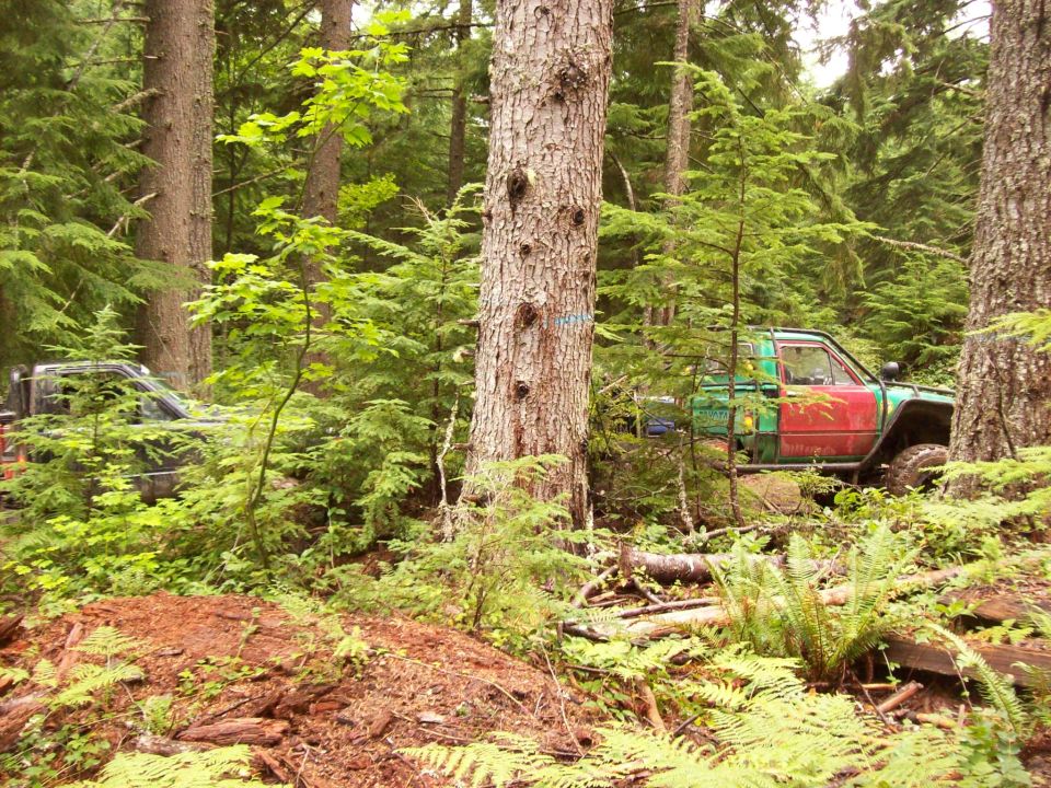 Two off-road trucks partially obscured by trees and foliage in a forest setting