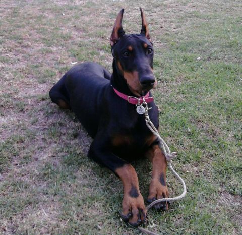 1995 Ford Bronco - A Doberman Pinscher dog rests on a grassy area, wearing a pink collar and attached to a rope leash.
