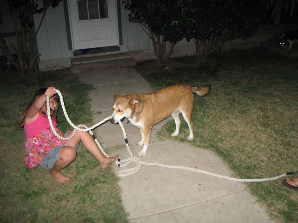 Girl in pink dress and denim shorts plays tug-of-war with a dog using a thick rope on a sidewalk