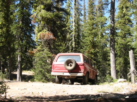 1981 Ford Bronco - Red SUV parked on a dirt road surrounded by tall pine trees.