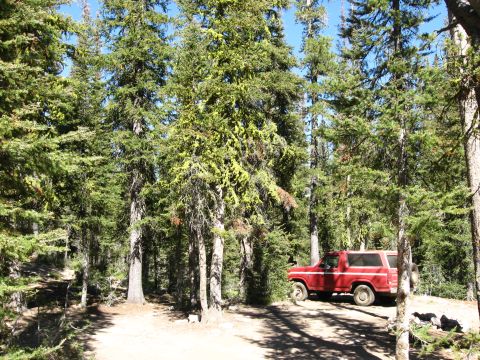 1981 Ford Bronco - A red Ford Bronco is parked on a dirt path surrounded by tall pine trees.