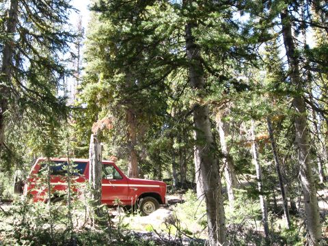1981 Ford Bronco - A red 1981 Ford Bronco is parked amongst trees in a wooded area.