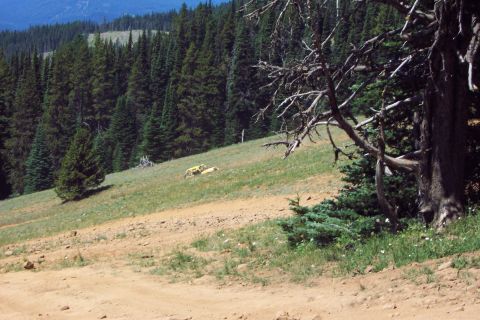 1996 Ford Bronco - Hip (Joe Tompson) on the hill climb to Funny Rocks/Moon Rocks. (7/14/2002)