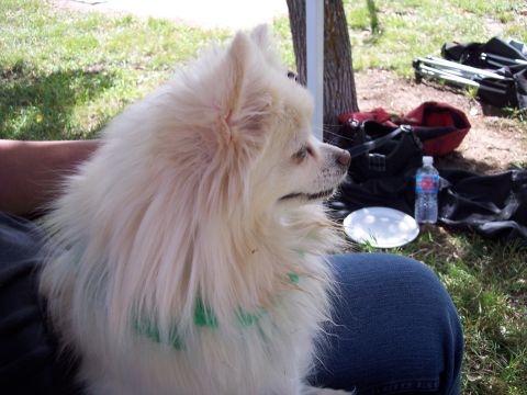 1972 Ford Ranchero - A fluffy white dog wearing a green collar sits patiently on someone's lap, looking off into the distance.