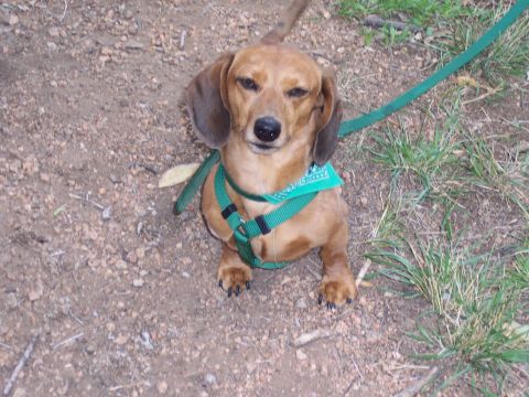 1972 Ford Ranchero - A dachshund with a green bandana and harness looks forward while sitting on the ground.