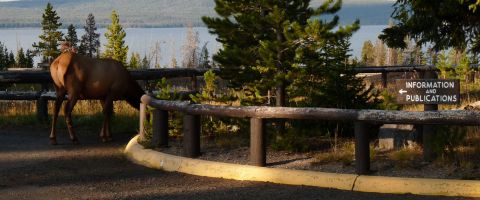 2006 Ford E350 - An elk grazes near a wooden fence and a sign indicating 'Information and Publications' with a lake and trees in the background.