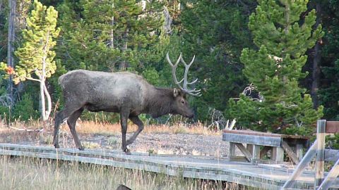 2006 Ford E350 - An elk walks along a boardwalk surrounded by trees and dry grass.