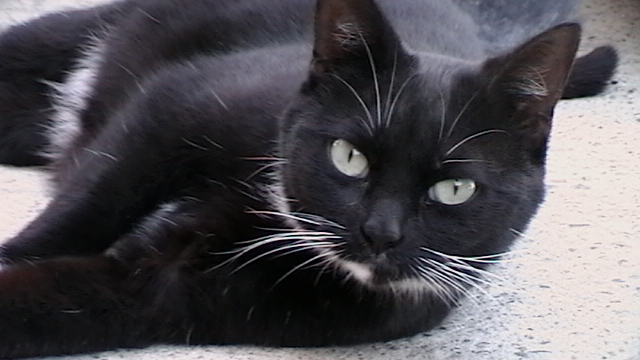 Black cat with white whiskers and chest patch lying down