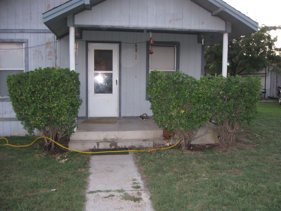Dog hiding under a bush next to a house porch
