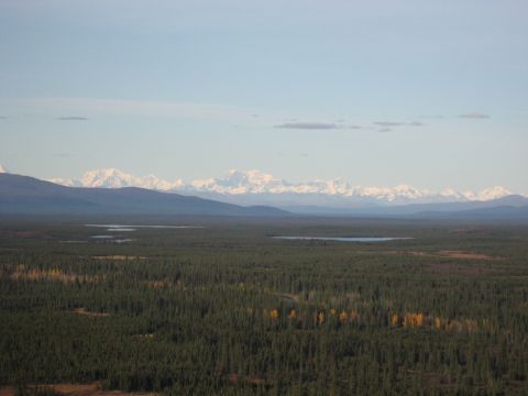 1990 Ford F-250 - A vast wilderness scene dense evergreen forest and a mountain range on the horizon.