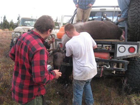 1990 Ford F-250 - Two men work to load a large moose into the bed of a flatbed truck, with another vehicle visible in the background.